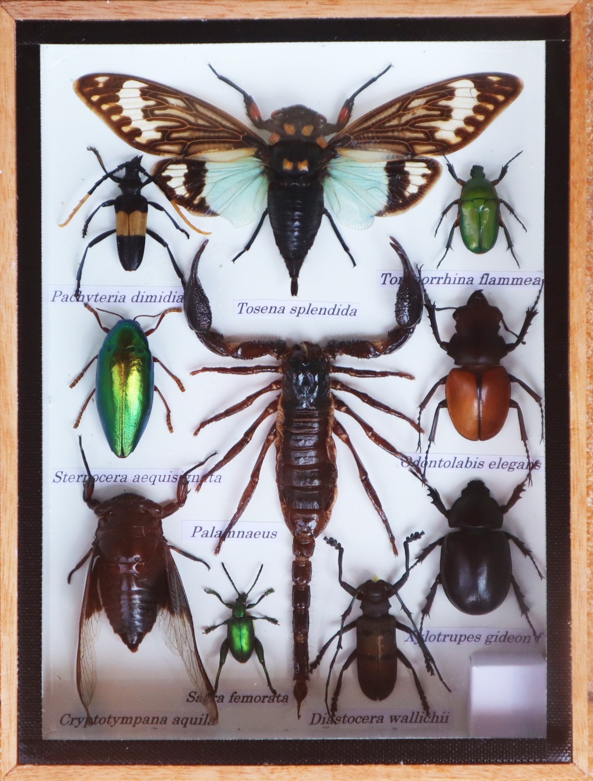 Real Scorpion with Cicada and Mix Of  Insect Taxidermy In Wooden Box Display