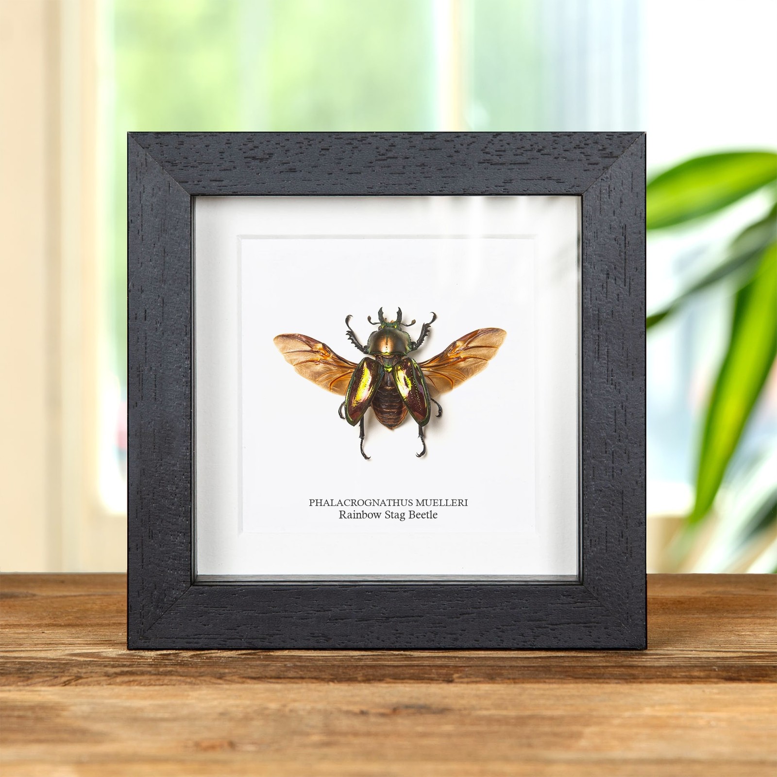Female Rainbow Stag Beetle With Wings Spread In Box Frame (Phalacrognathus muell