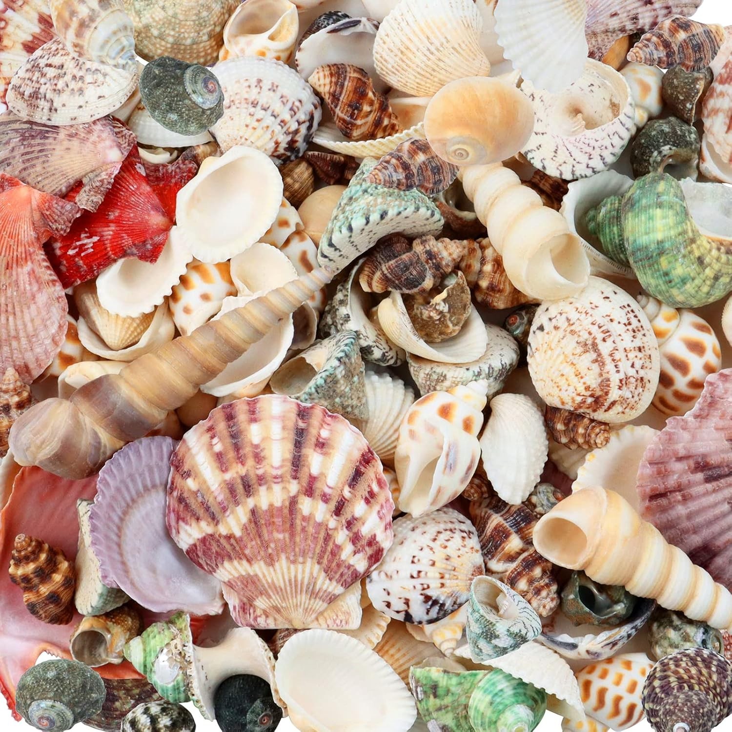 200 Pcs Sea Shells Bulk Mixed Ocean Beach Seashells for , Various Sizes Natur...