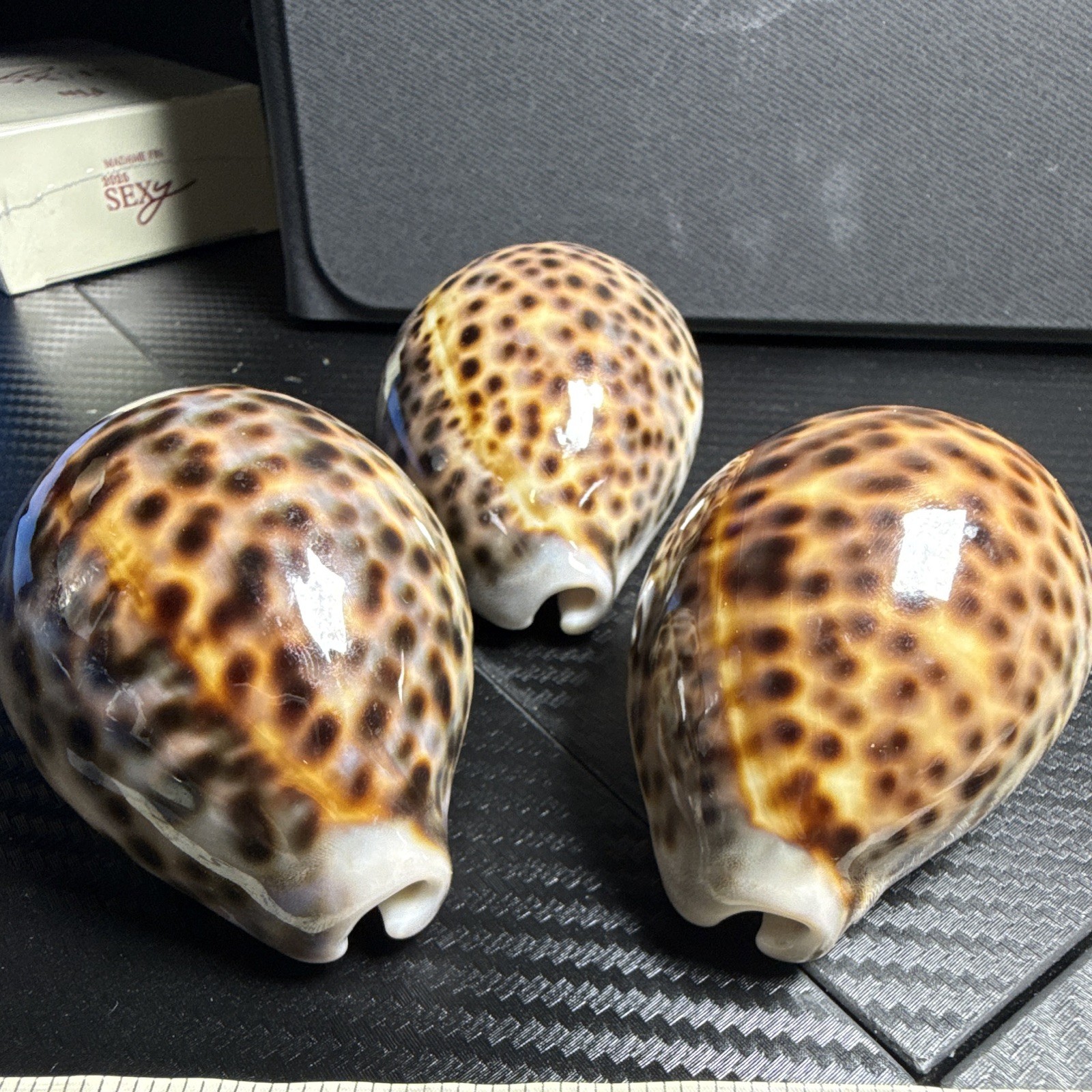 Lot of 3 Cowrie Shells (Cypraea) Spotted Pattern, Approx 3 in Large