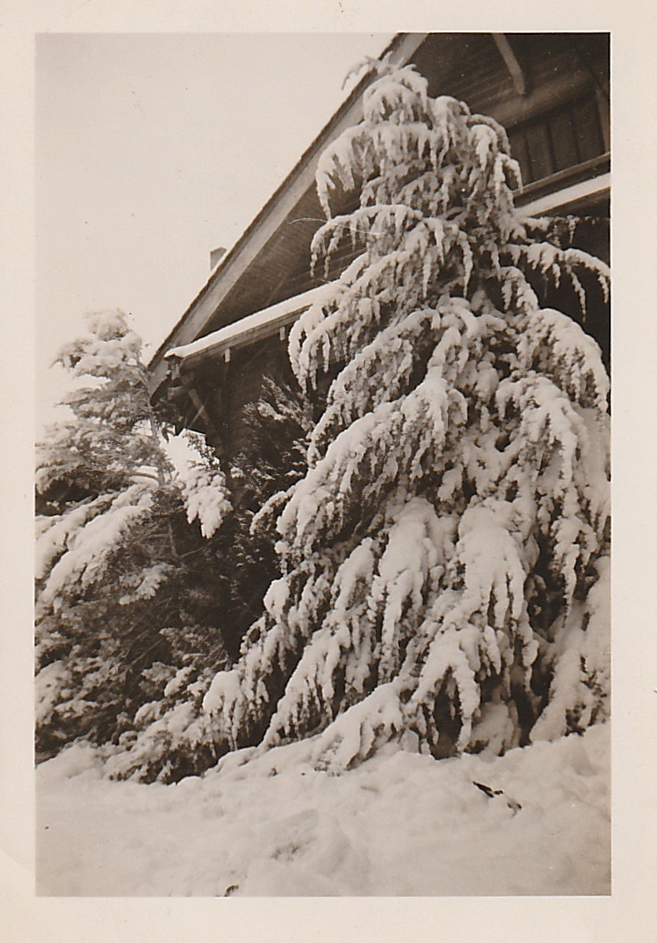 Found Photo Vintage Illinois Family 195o's Mid-Century House Snow Fir Tree 603