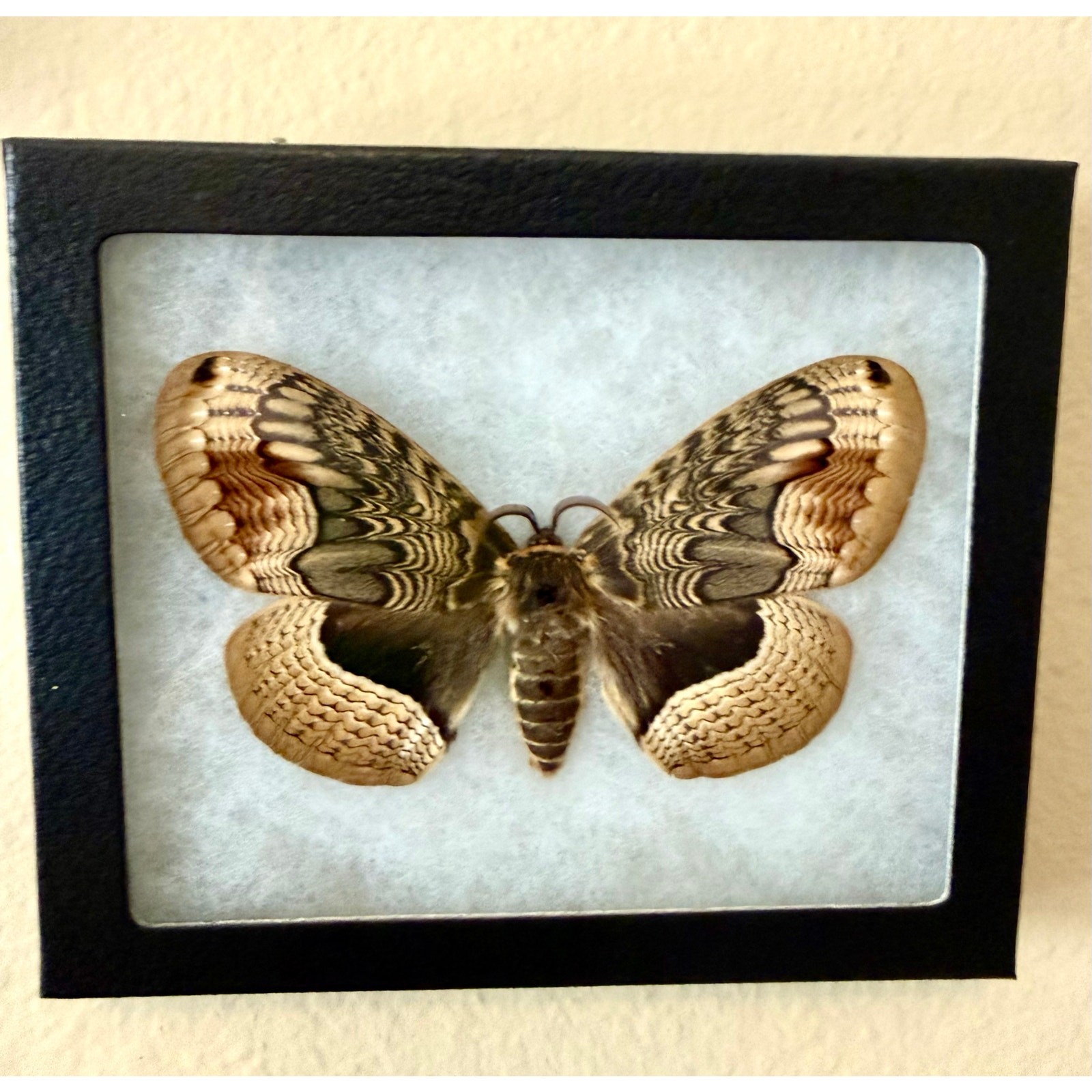 Real Framed Brahmin Moth Taxidermy Brahmaea wallichii Exotic Shadow Box