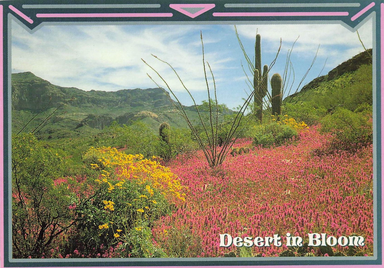 Desert in Bloom Cacti Flowers Arizona Scenic View Vintage Postcard Unposted