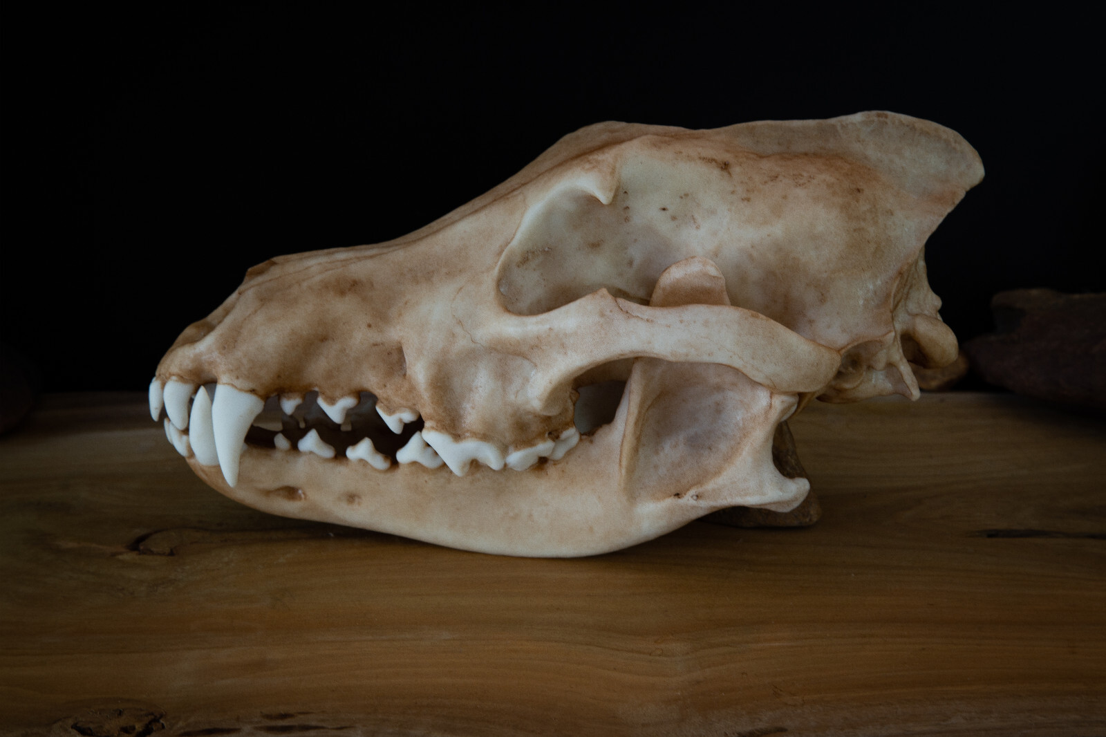 Grey Wolf Skull Replica – Large Life Size Resin Display, Anatomical Model