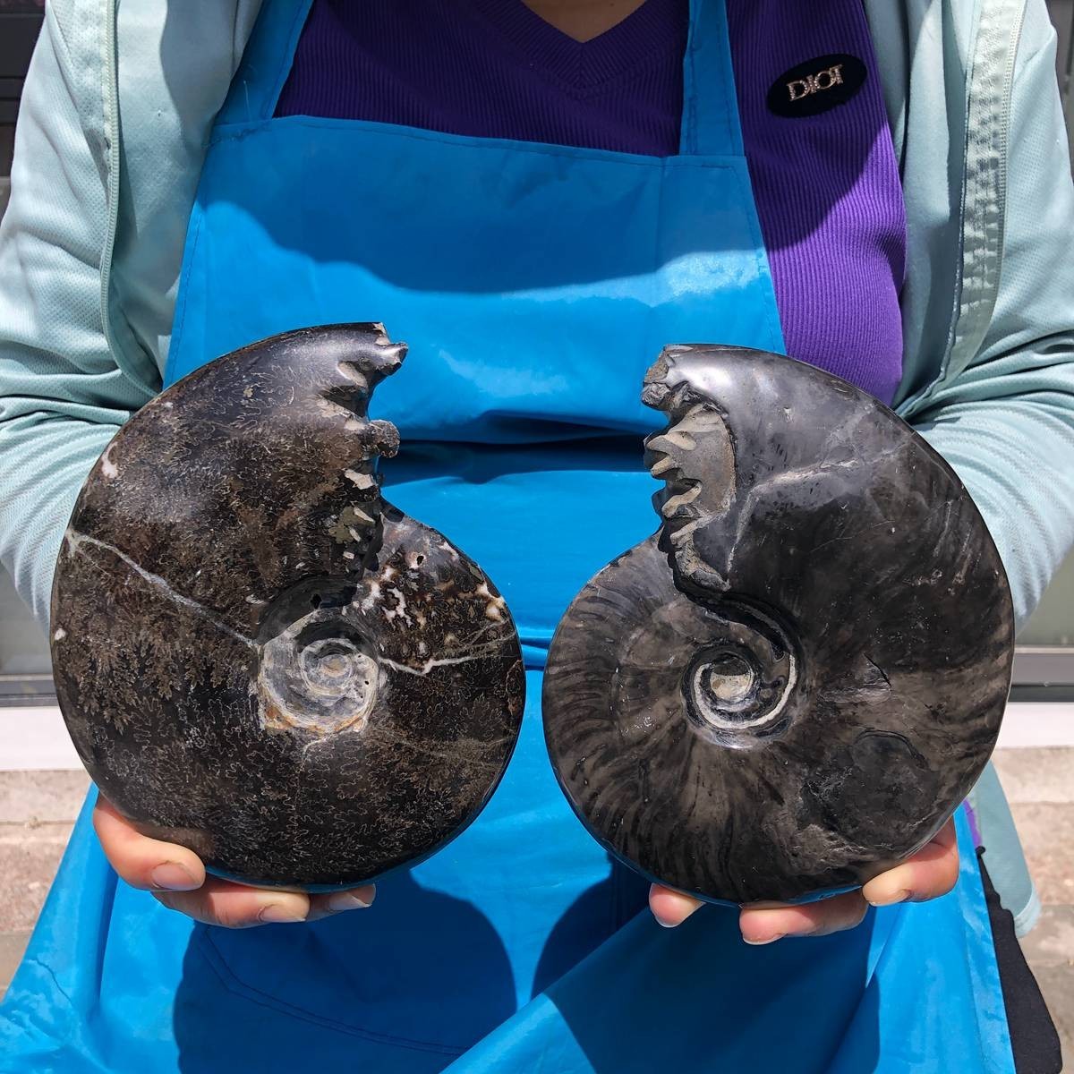 2 pcs 3.58 LB Natural Ammonite Fossil Polished Large Display Piece Healing 6814