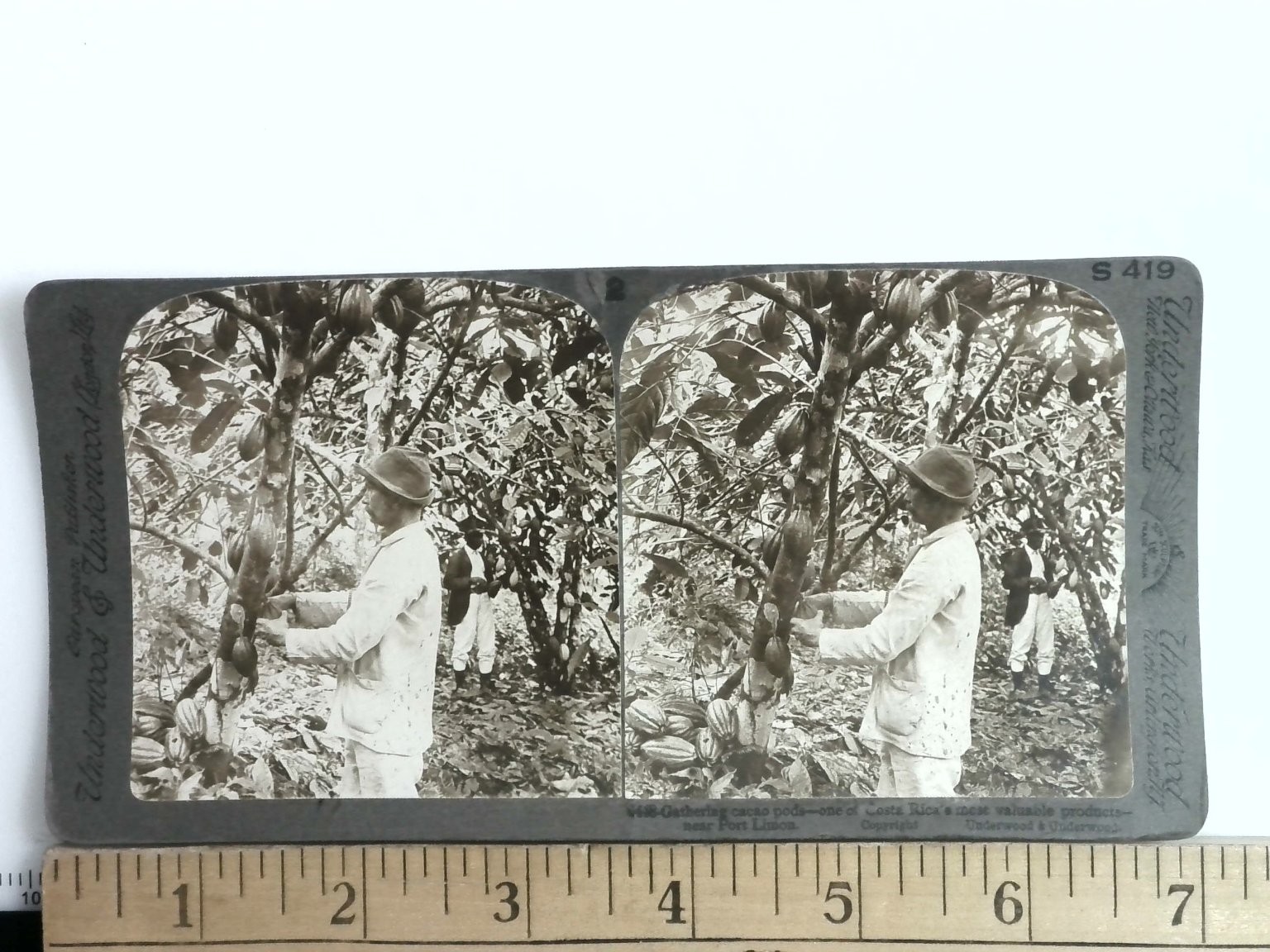 Gathering Cacao Pods Stereoview Underwood & Underwood 1907 Costa Rica