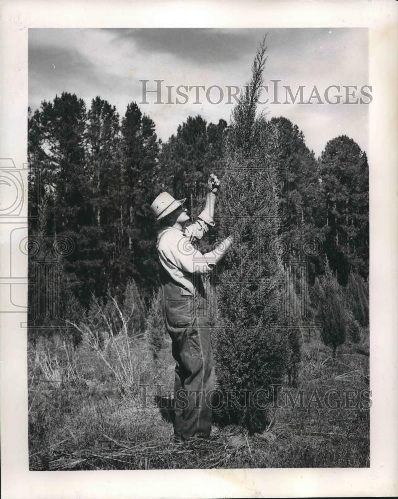 1964 Press Photo Huston Pierce examining an Arizona cypress at LSU woods