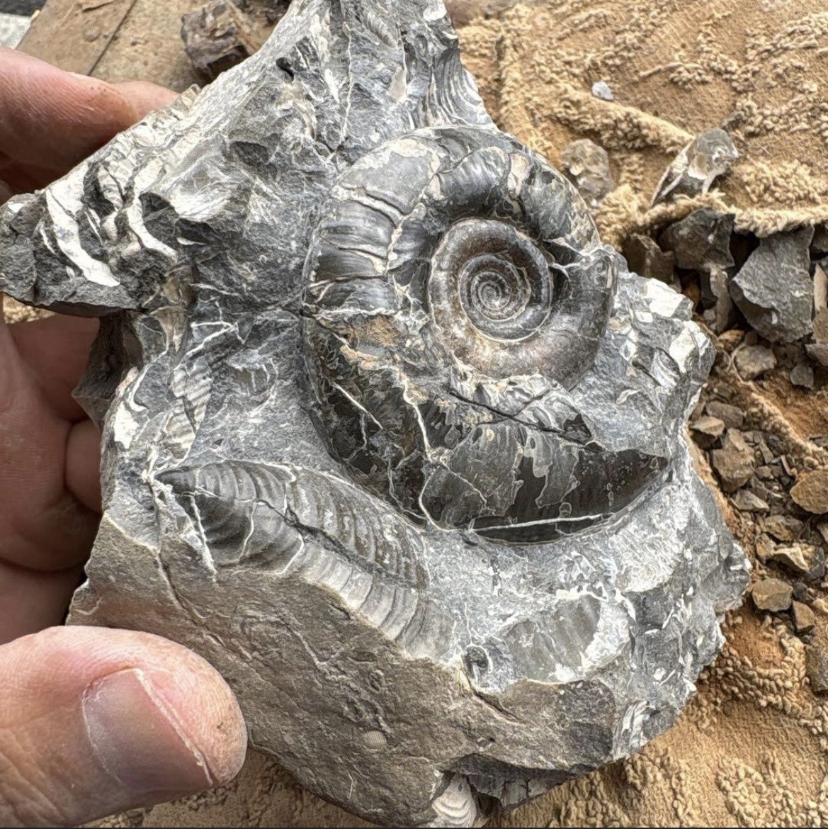 Rare Calcite Ammonite Fossil Nakagawa Hokkaido Japan Cretaceous Glossy Matrix