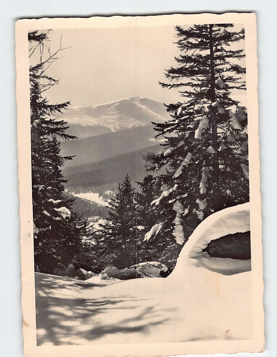 Postcard Winterwald