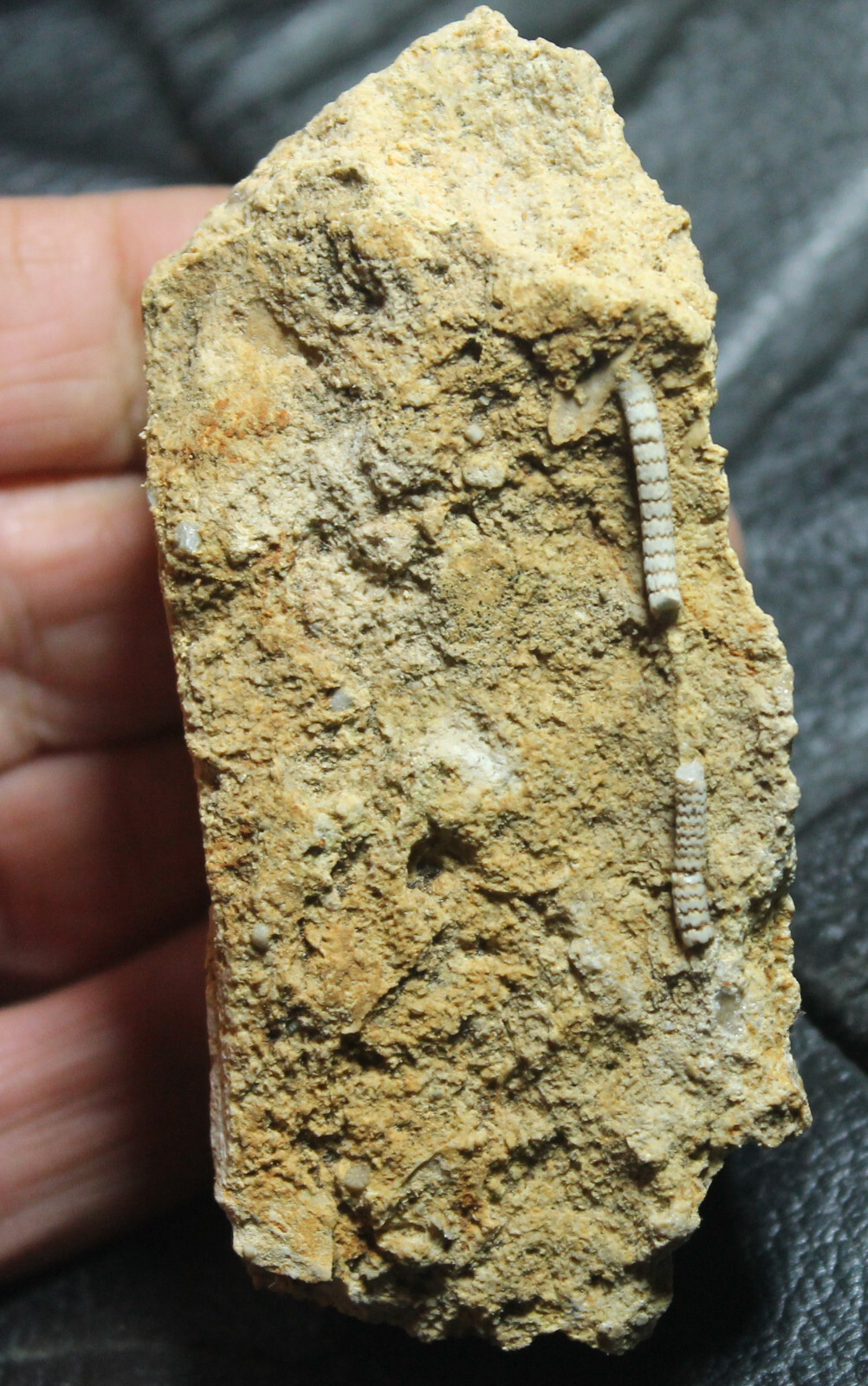 Dadocrinus - Early Triassic, Lower Muschelkalk fossil crinoid