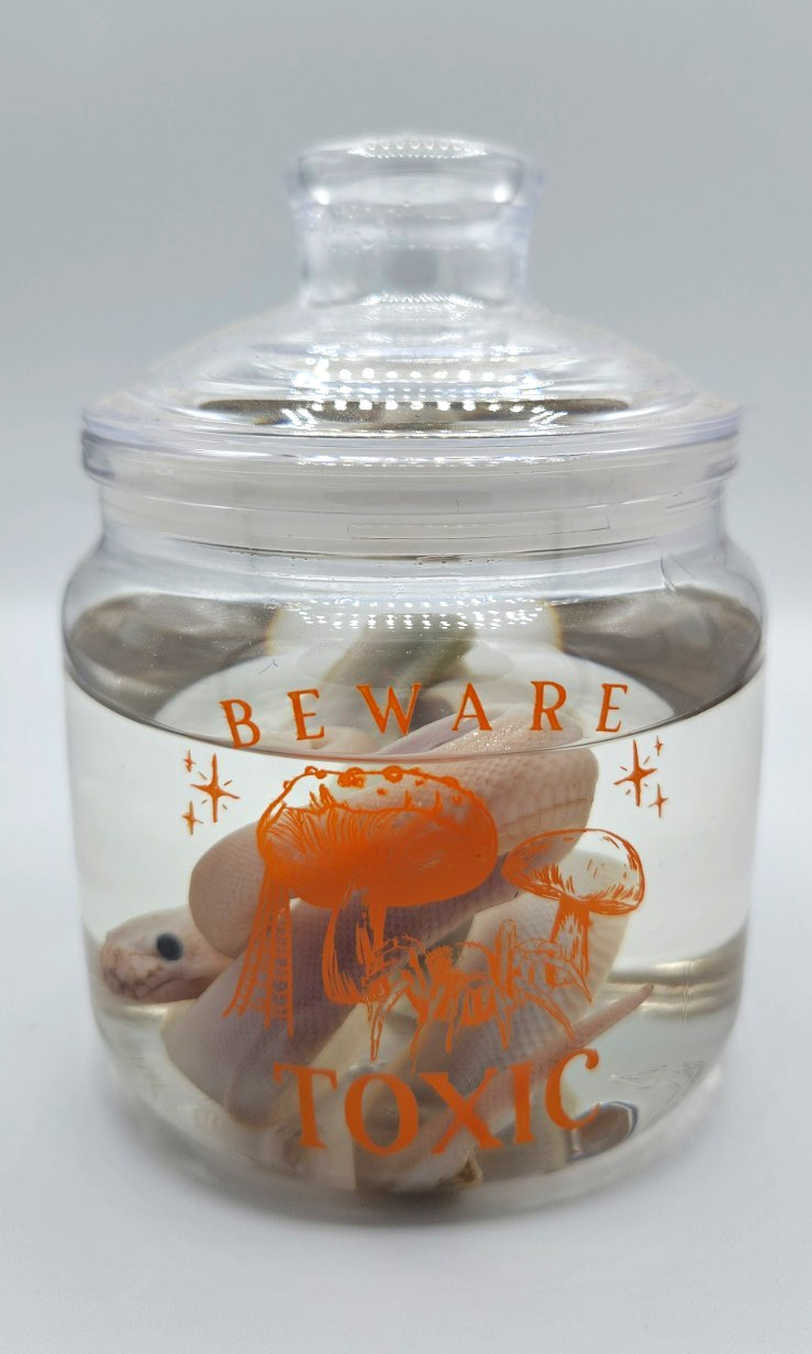 Preserved Snake Specimen in Jar Blue Eyed Leucistic Ball Python