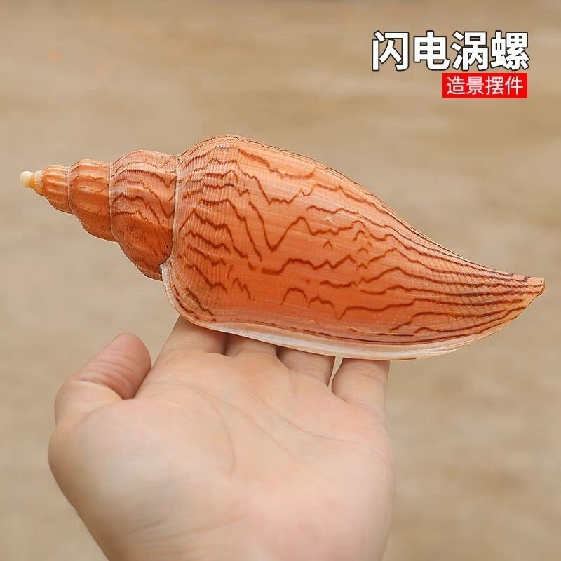 15-16CM Lightning Whirlpool Seashell Rare Natural Shell Aquarium Decoration 1pc