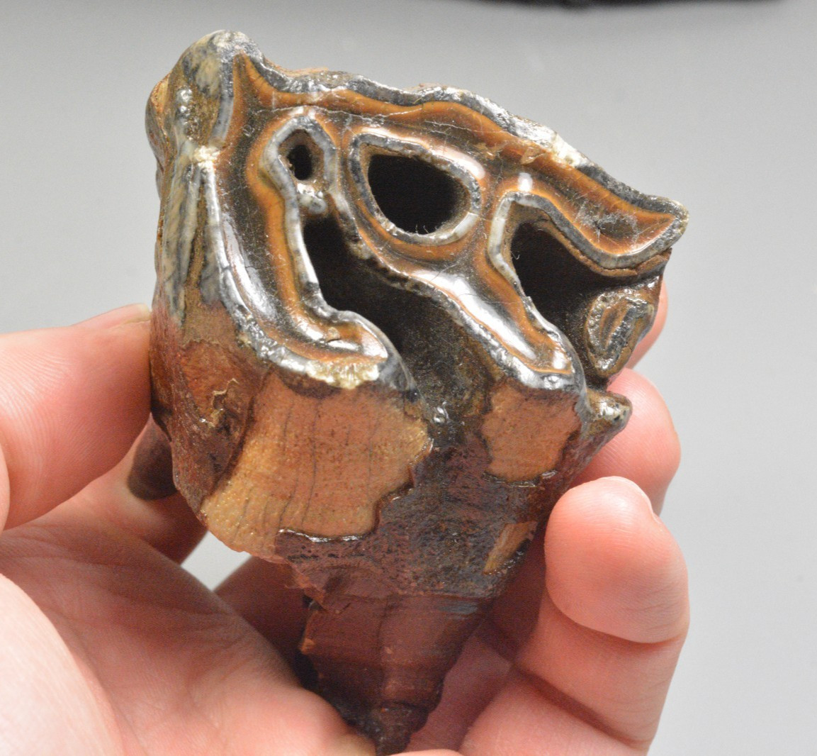 Large Woolly Rhino Tooth,  Dunajec River, Tarnow, Poland