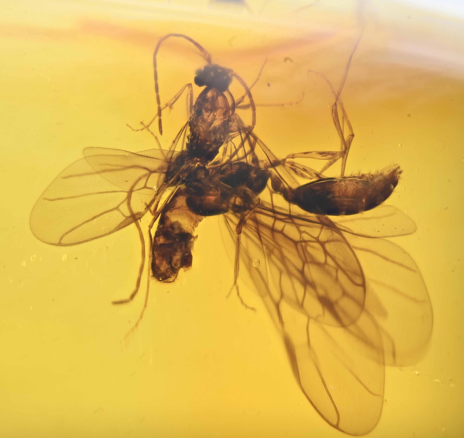 Swarm of 7 Winged Ants, Fossil Inclusion in Dominican Amber