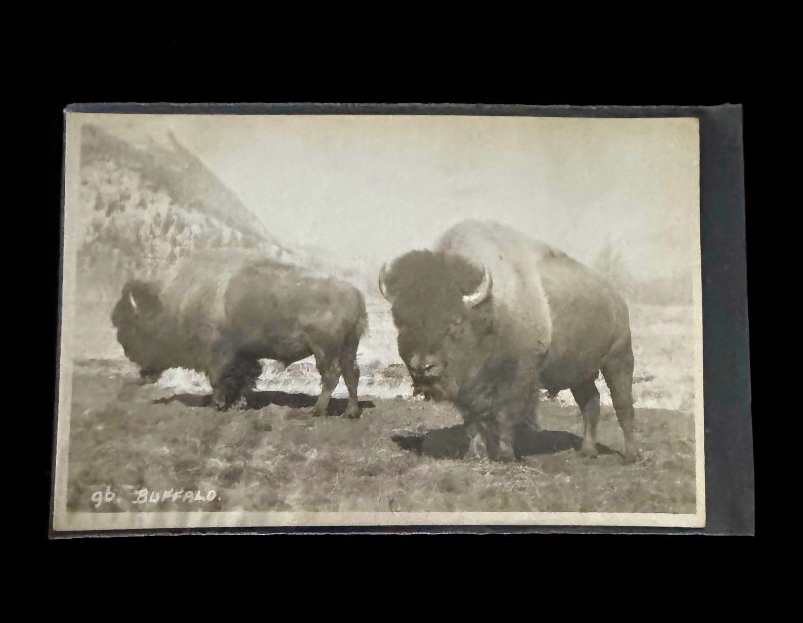 Unposted Real Photo RPPC Postcard Buffalo/Bison Wildlife Photograph Paper