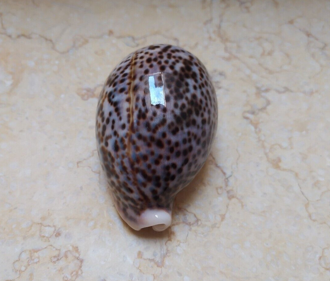 F cypraea pantherina super glossy red sea shell 84.6mm F++++ very great COLOR