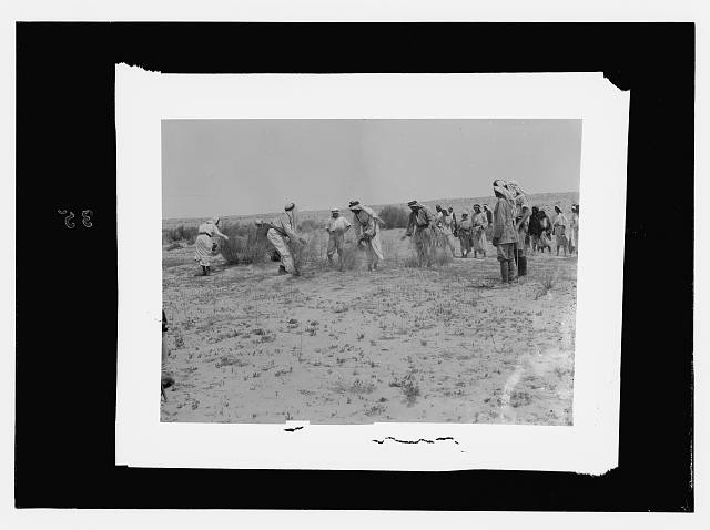 Photo:Middle East Locust Plague 1900s Men Killing Locusts Field?