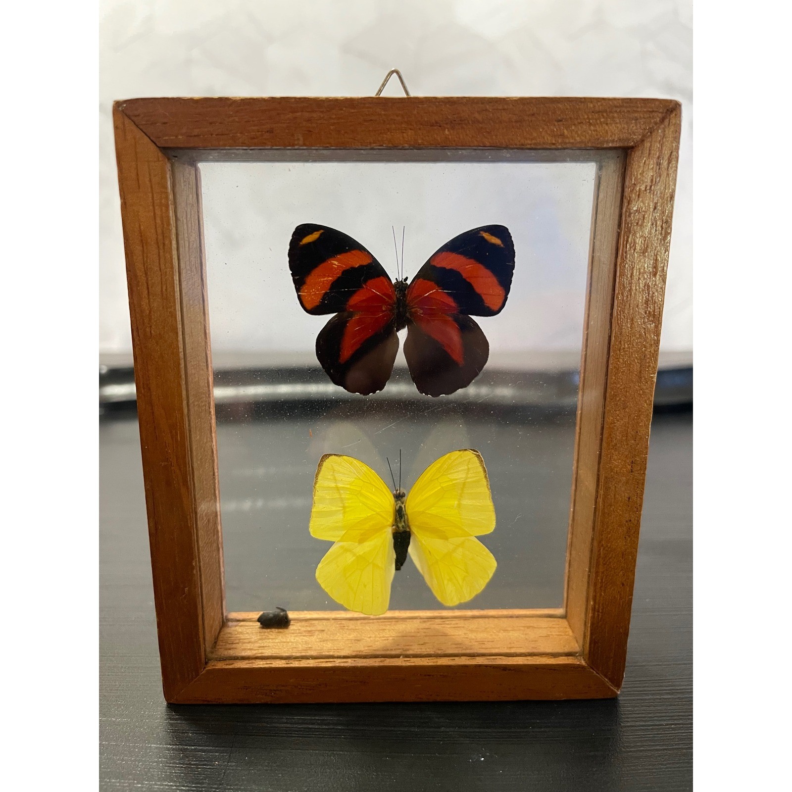 Vintage Real Taxidermy Butterfly Double Glass Wood Frame 88 Specimen Yellow Wall