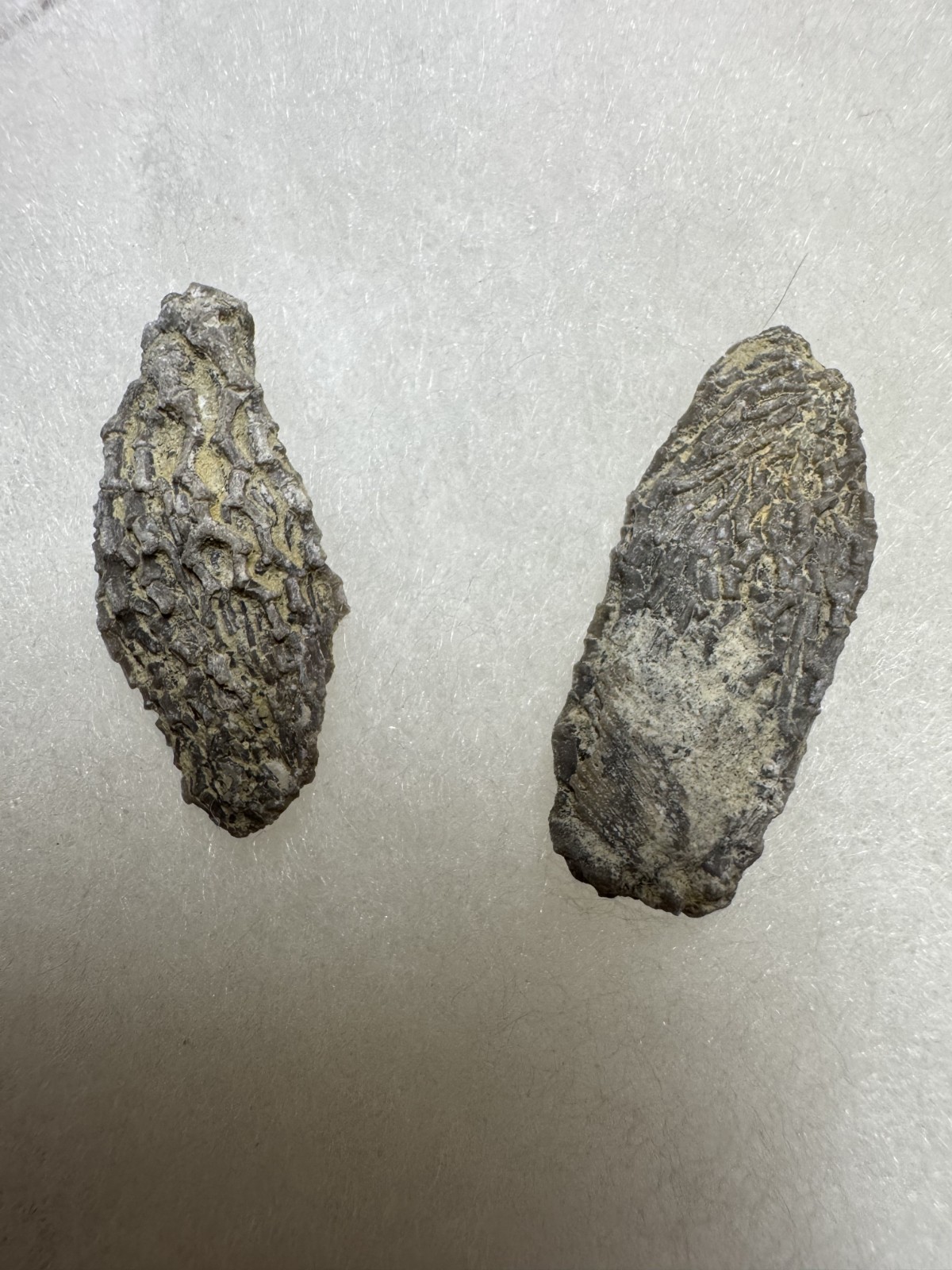 CRINOIDs DEDADOCRINUS HALLI, ALABAMA