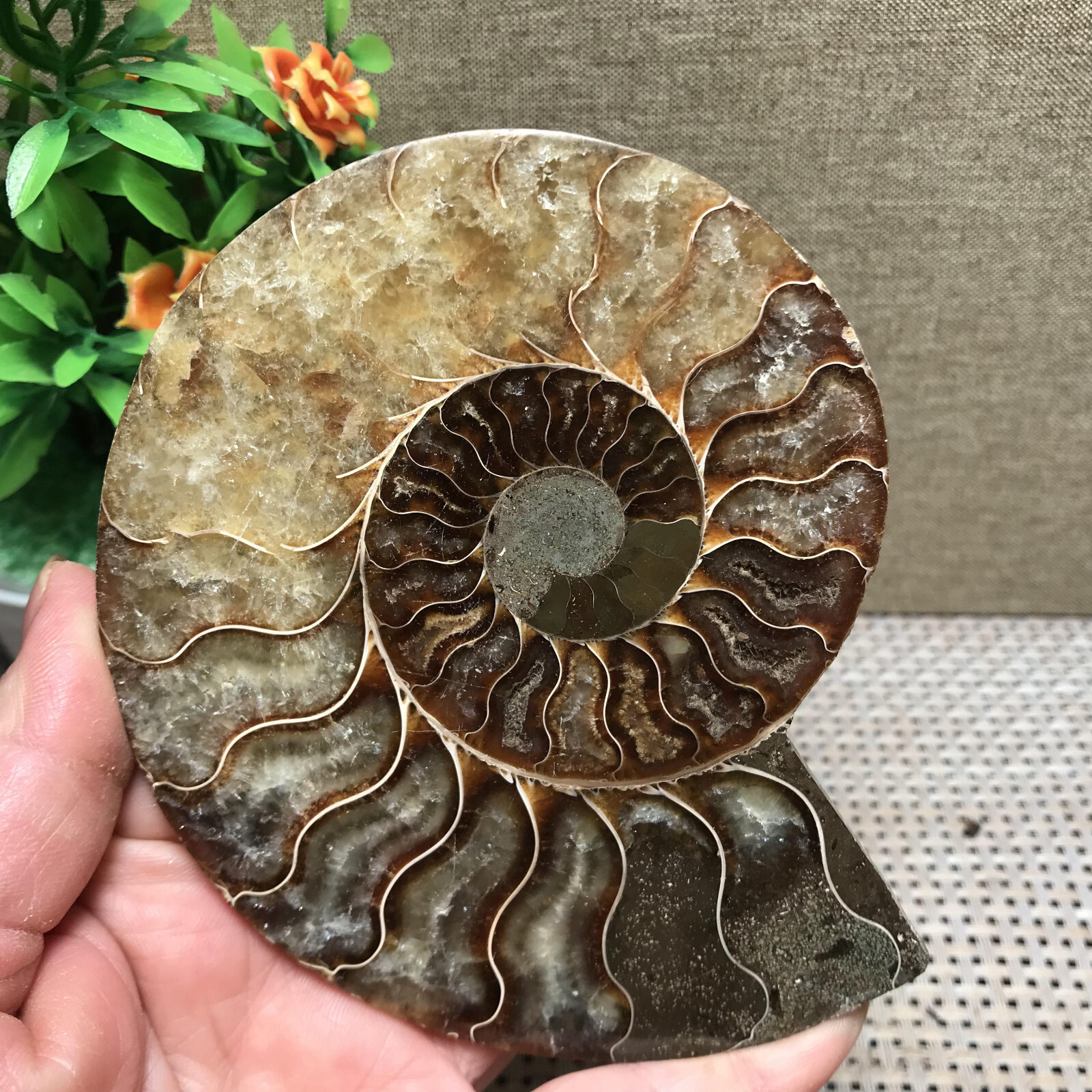 183g 1pc  of Split Stone sculptor decora  Specimen Shell Healing Madagascar B807
