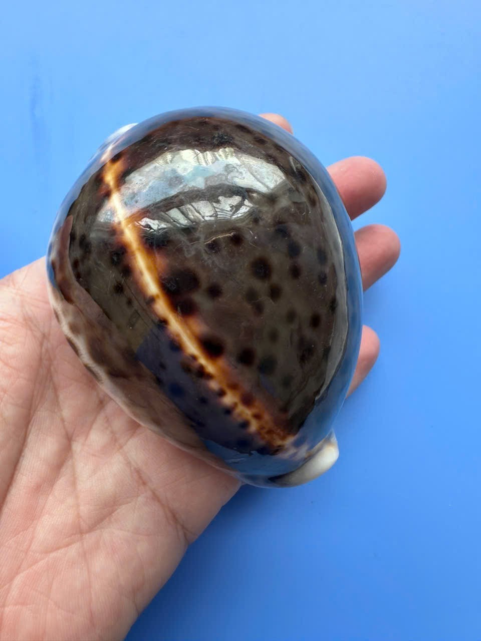 92.5mm | Cypraea Tigris | F+++|SUPER DARK color |RARE