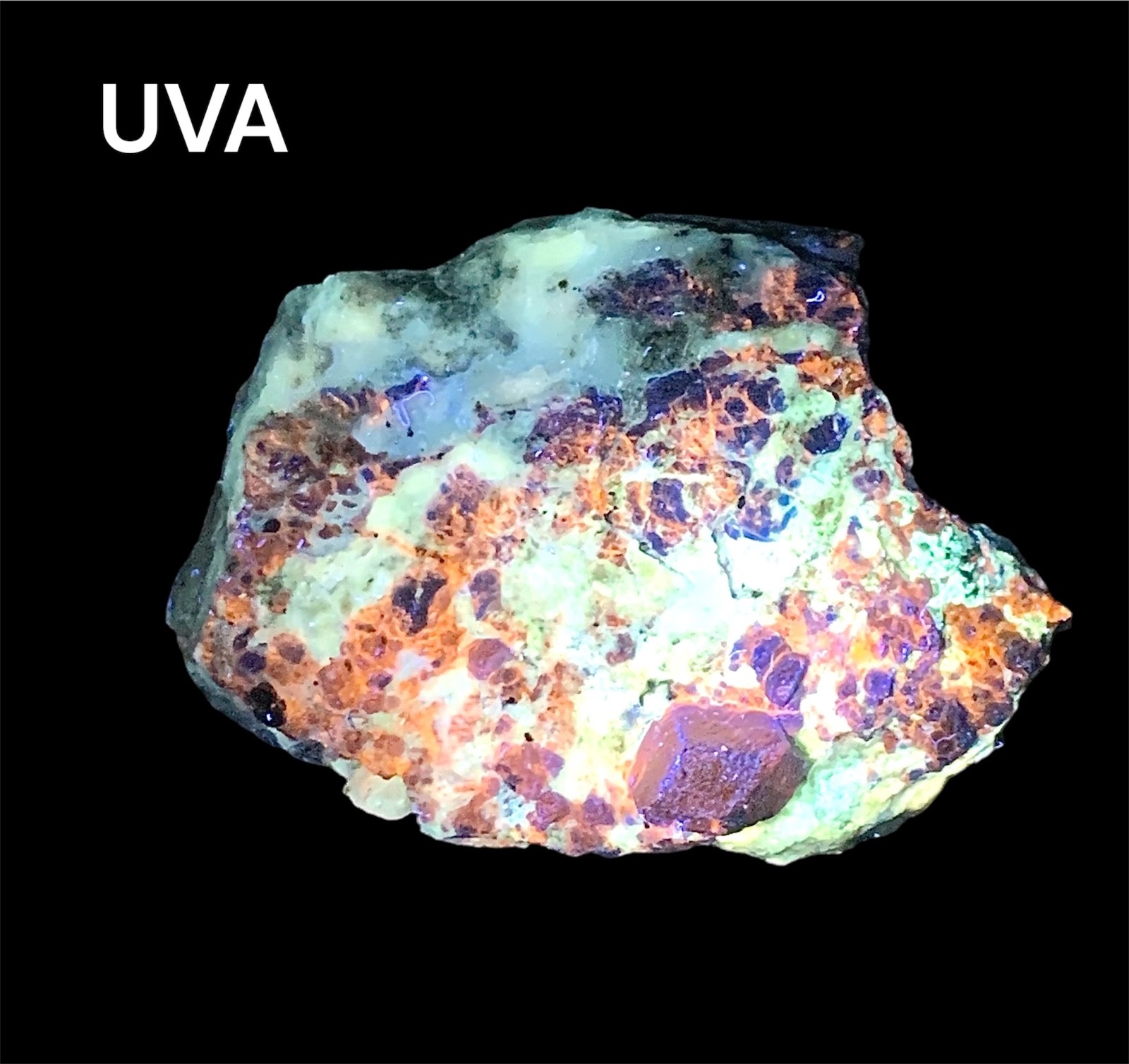 310g. Top Quality Blue Hauyne Crystal Specimen with Fluorescent Phlogopite - AFG