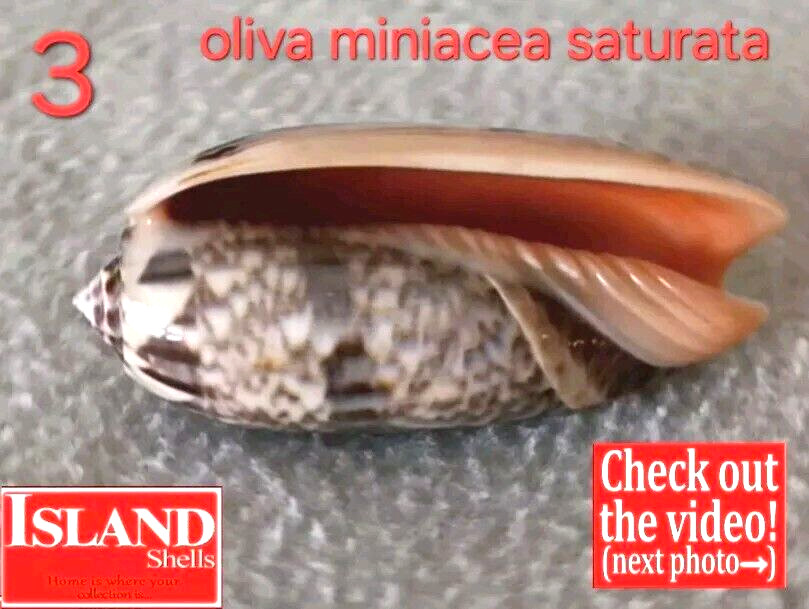 Oliva Miniacea f. saturata noumeensis #3  68.0mm GORGEOUS BEAUTY New Caledonia