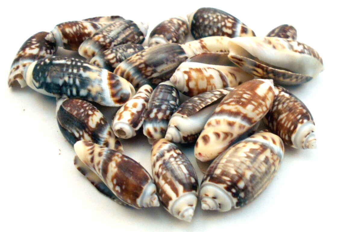 25 Olive Gibbosa Shells 1\