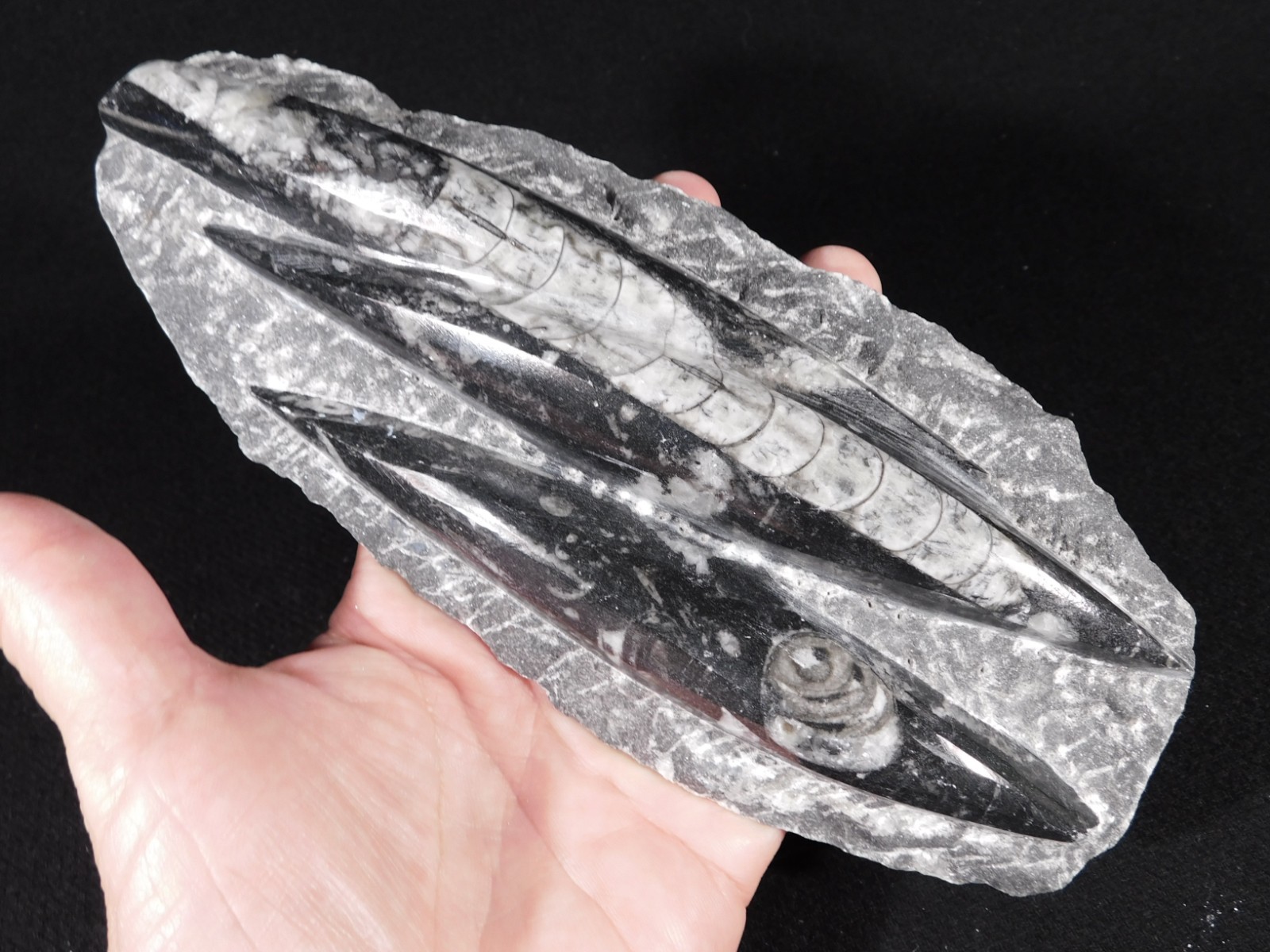 Big 400 Million Year Old Polished ORTHOCERAS Fossil Plate Morocco 851gr