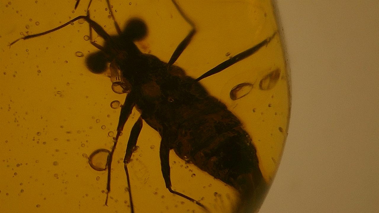 Rare insect inclusion burmese amber