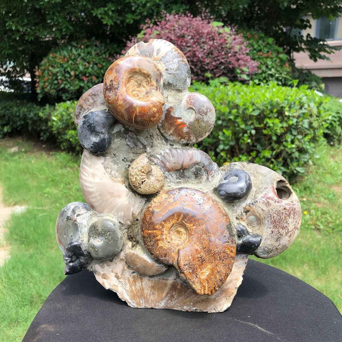 6.6LB Natural Ammonite Cluster Fossil Polished Specimen Healing Collection 6259