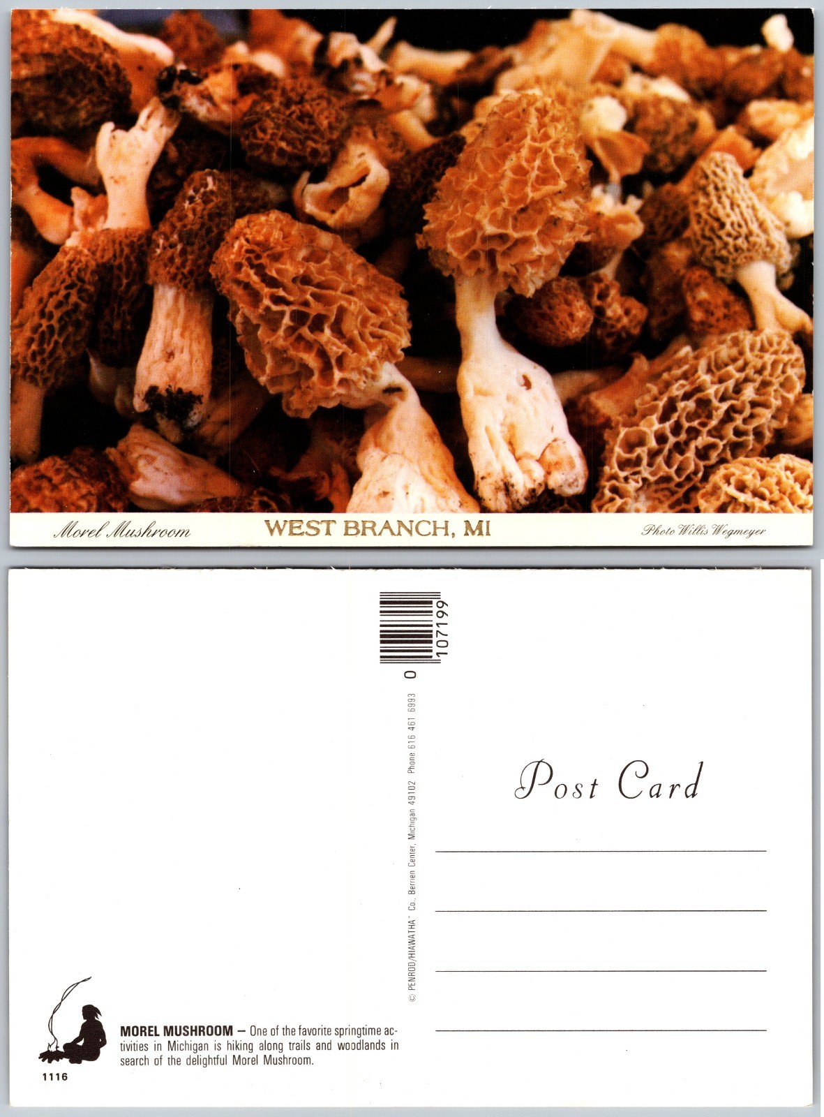 Continental Morel Mushrooms West Branch Michigan Postcard