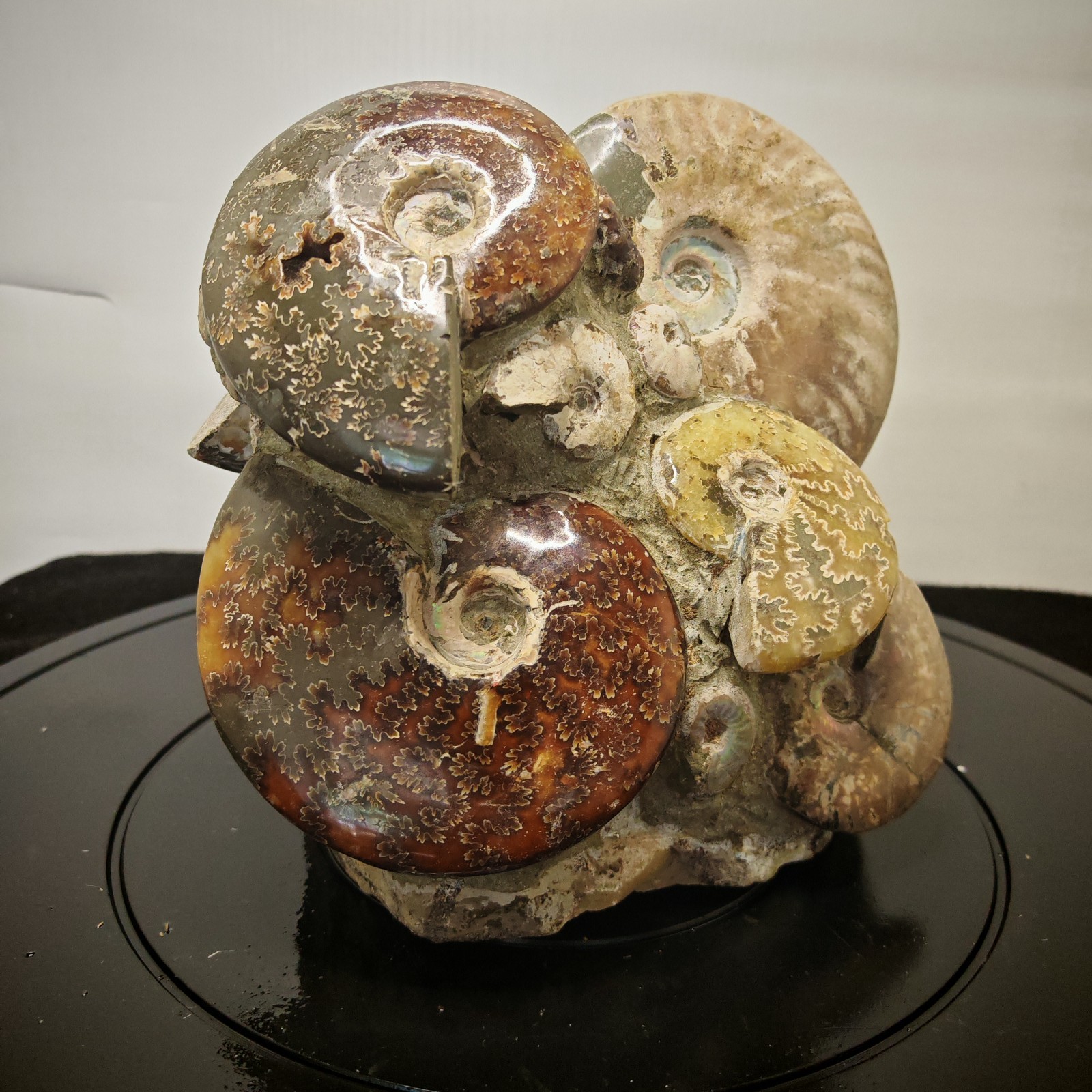 11.88LB Natural Ammonite Fossil Quartz Crystal Specimen Reiki Healing