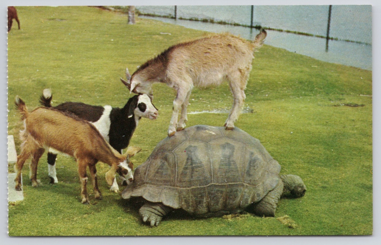 Dukane Press Postcard Lion Country Safari Goats & Tortoise 1970 Loxahatchee FL
