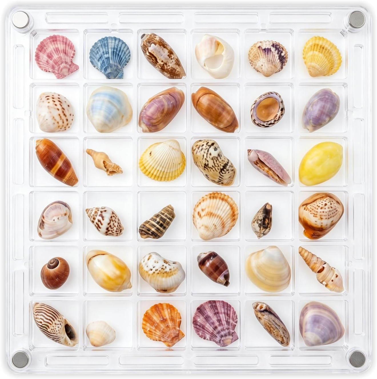 Acrylic Seashell Display Box, Magnetic 36 Grids Clear Sea Shell Holder