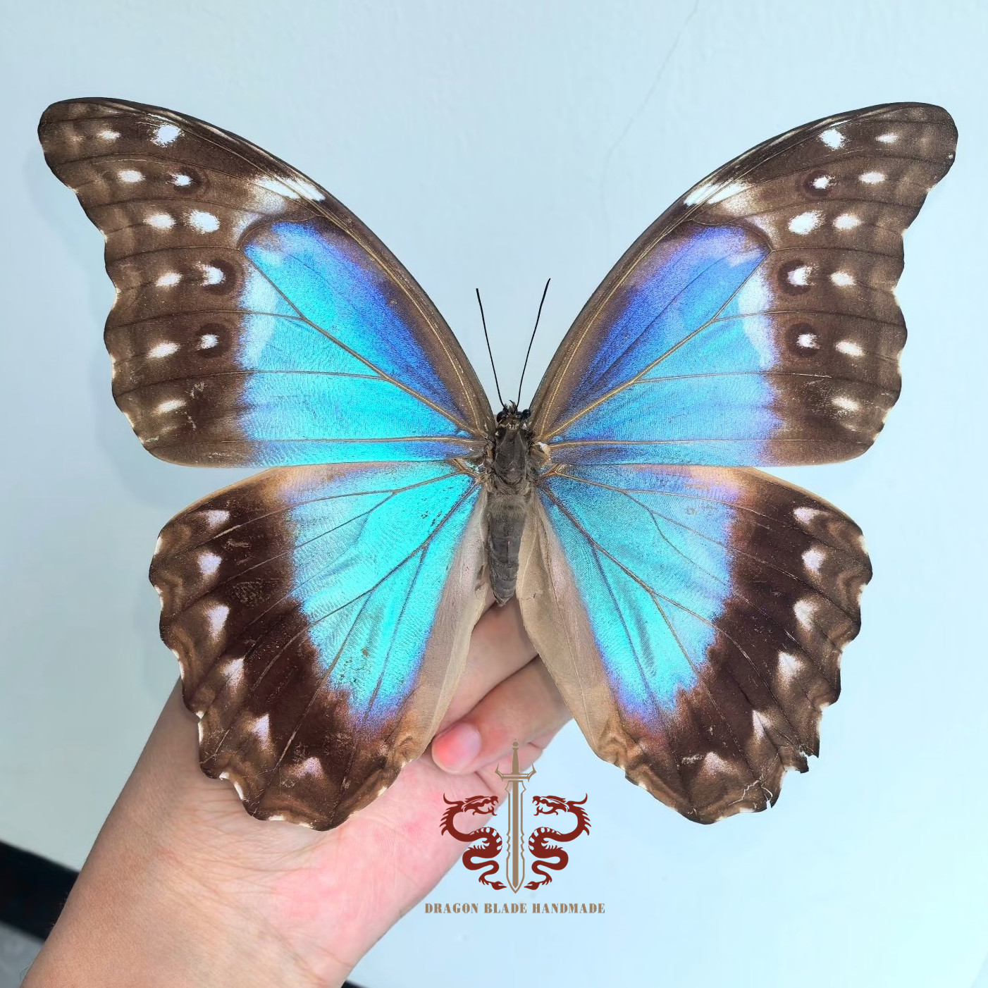 Butterfly specimen Large Blue Morpho menelaus female , 1pc wings spread A1