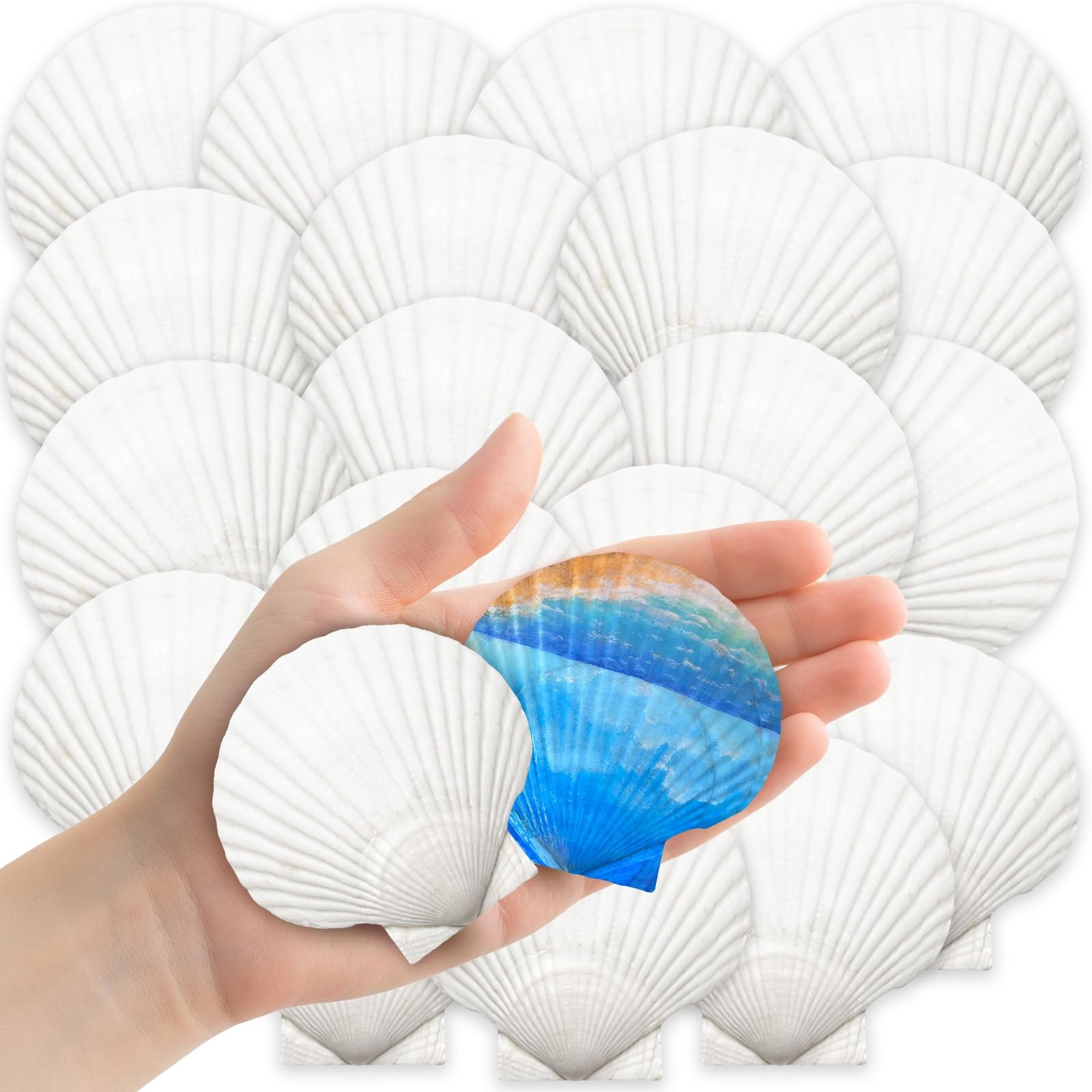 YUJUN 32PCS 2\'\'-3\'\' White Natural Scallop Shells Summer Home Decoration