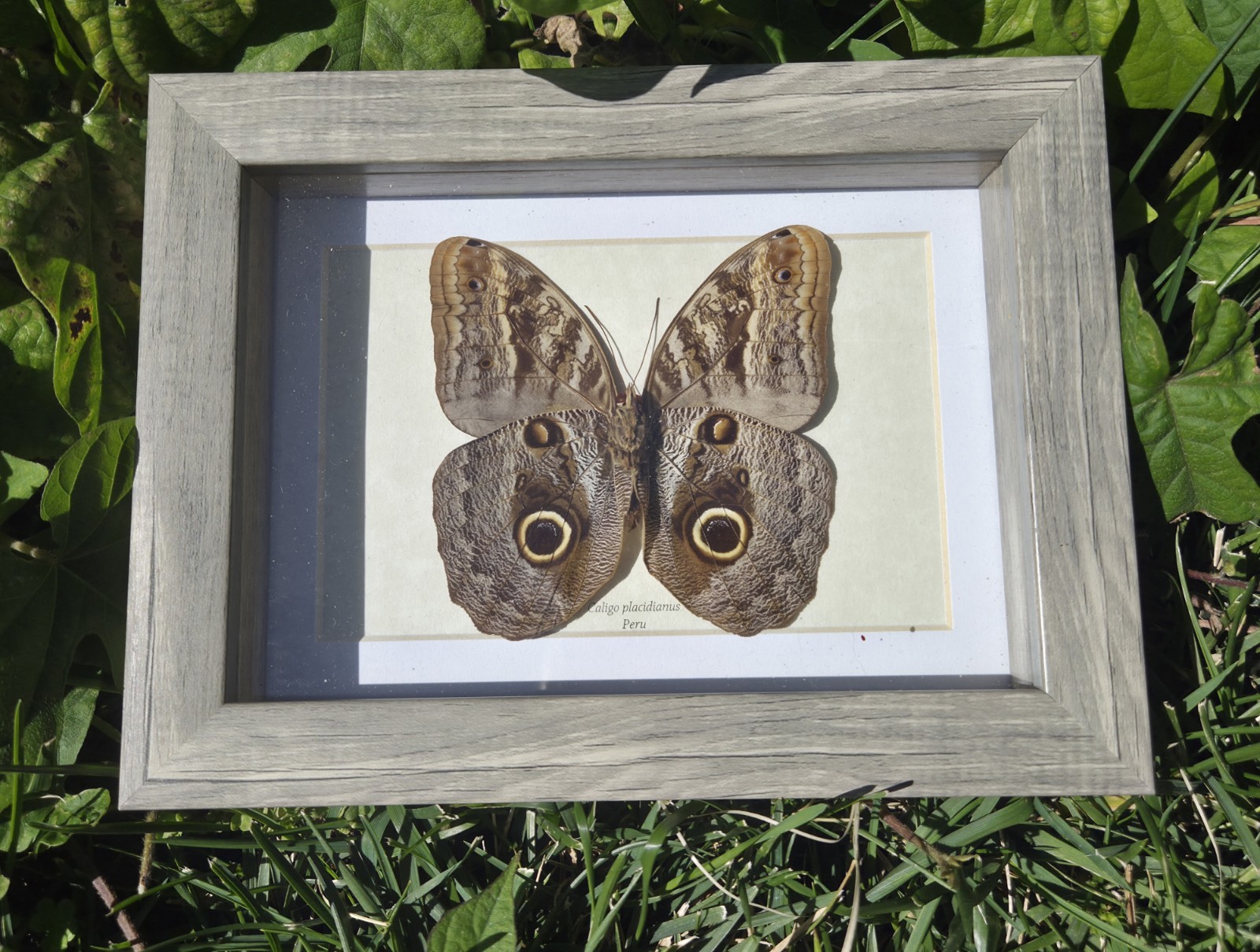 Framed Real Caligo placidianus Owl Butterfly Specimen Peru Frame 8x6 Shadowbox