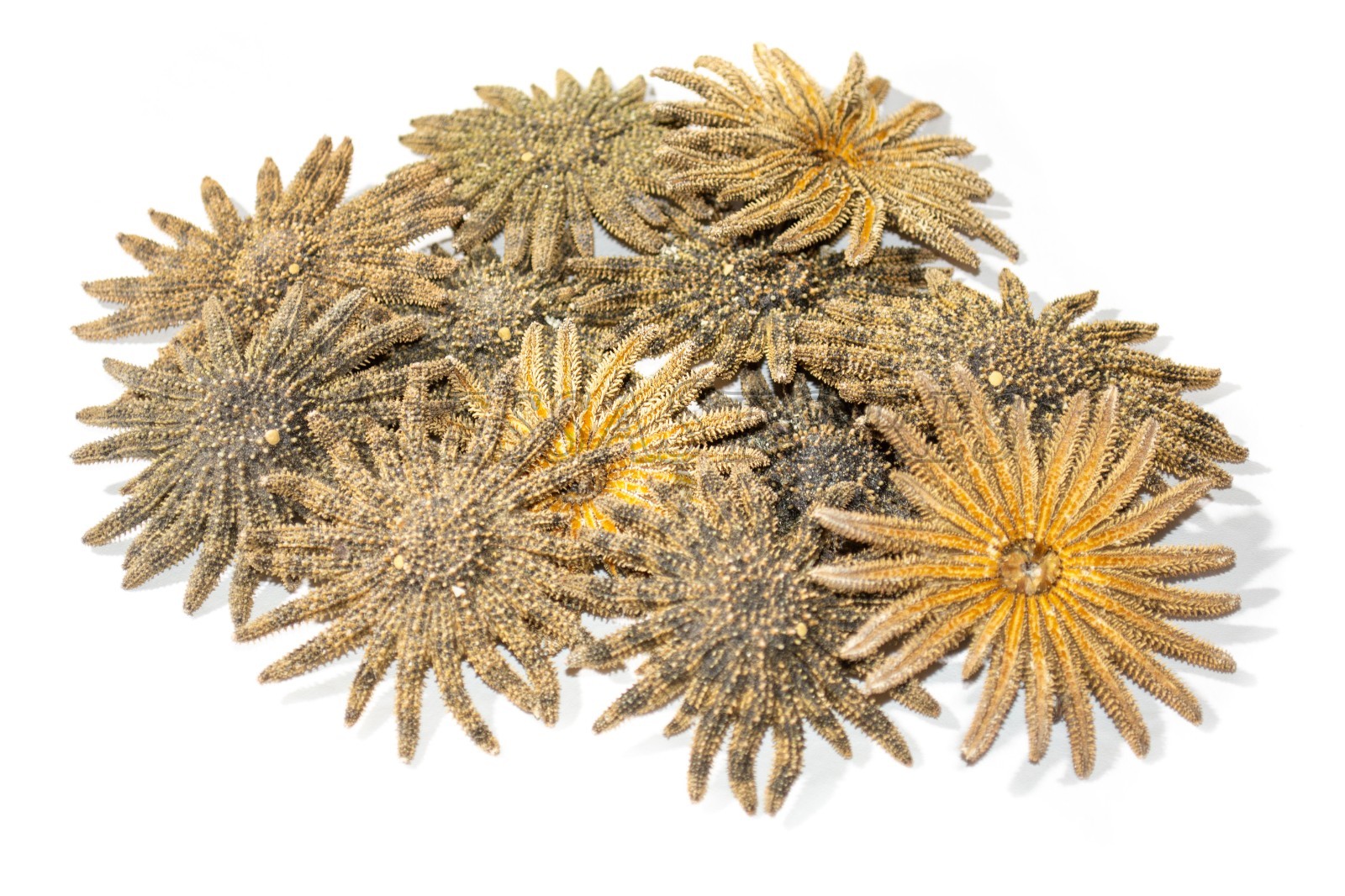 Multileg Sunflower Starfish Sea Shell Wedding Real Beach Craft 2\