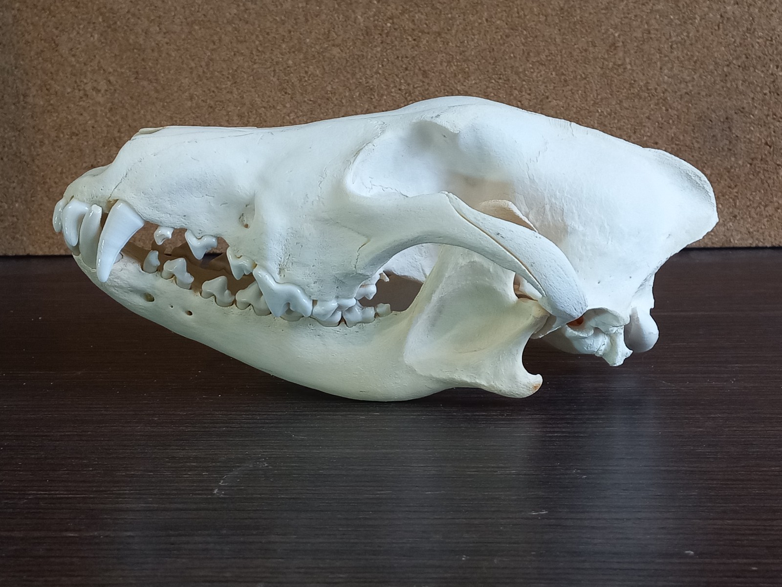 Real Adult Wolf Skull Canis Lupus Taxidermy Natural Bone Specimen 24cm