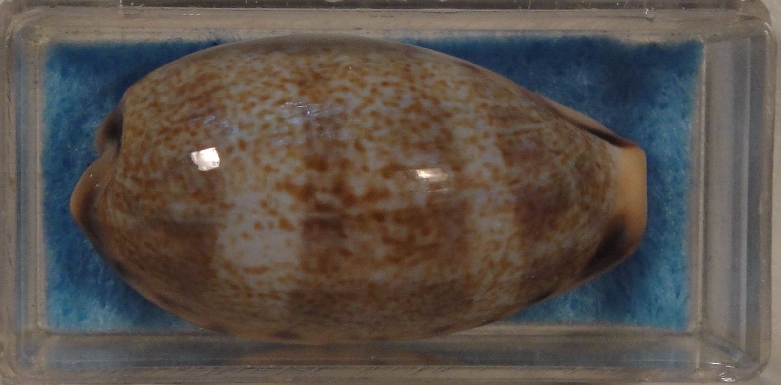Cypraea Caurica Elongata 35mm Nagwi Reef, Zanzibar