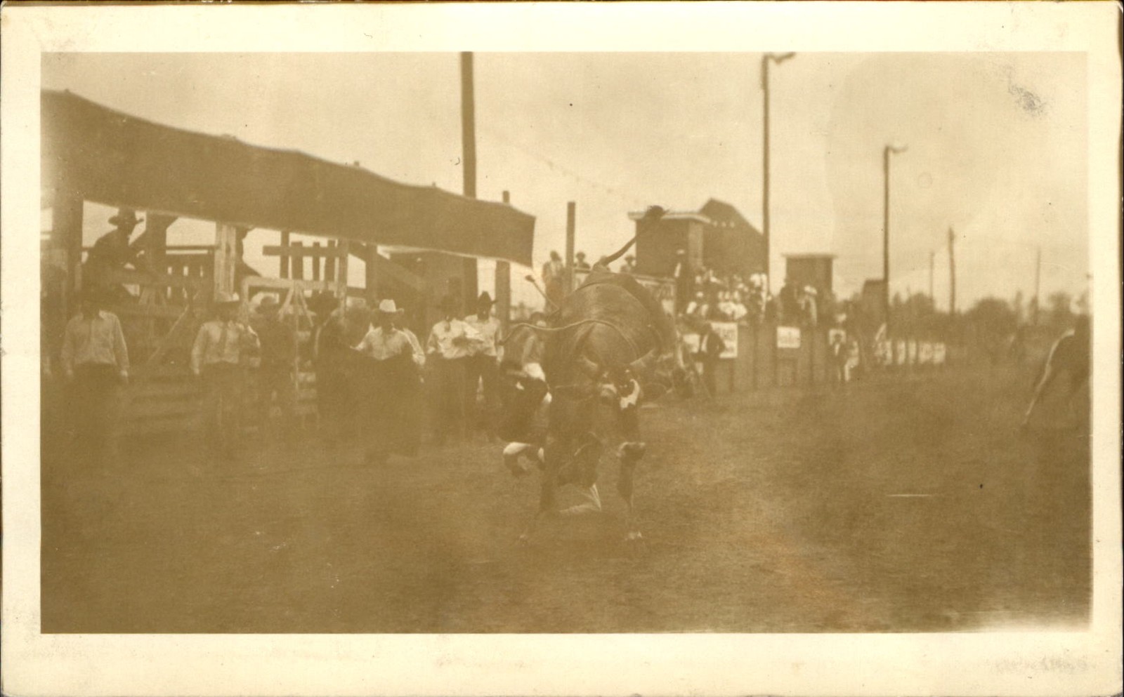 Rodeo RPPC bucking steer cowboy hitting ground
