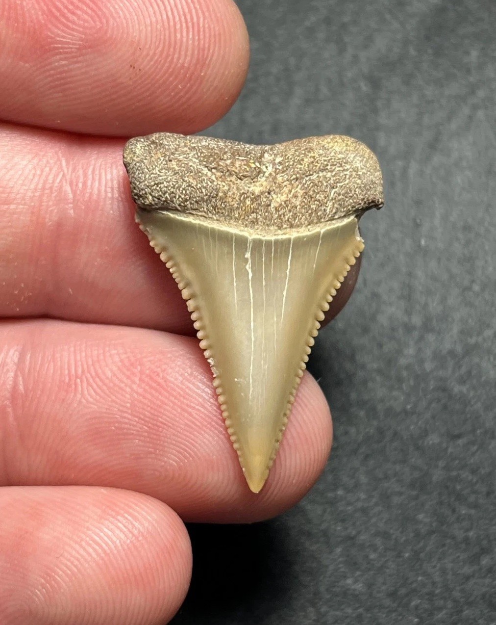 1.26” Great White Fossil Shark Tooth Summerville, SC