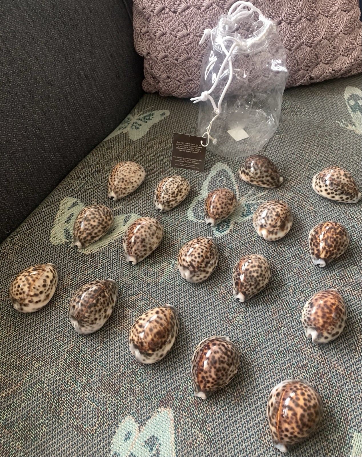 Lot of 17 Cypraea Cowrie Tigris Brown Spotted Seashell 2\