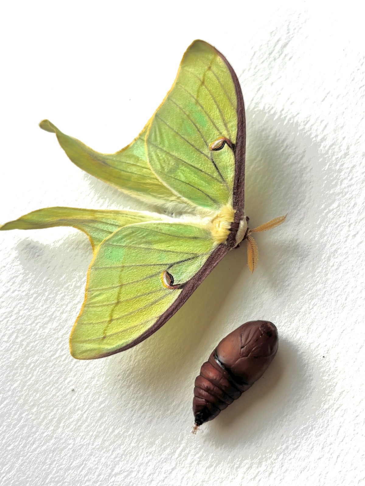 LIVE - Luna Moth Pupa - Not Encased In Silk Cocoon - (In Diapause) $12/ea.