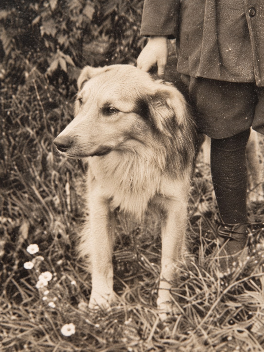 Antique c.1910 Boy & Dog Real Photo Postcard RPPC – Early 20th Century