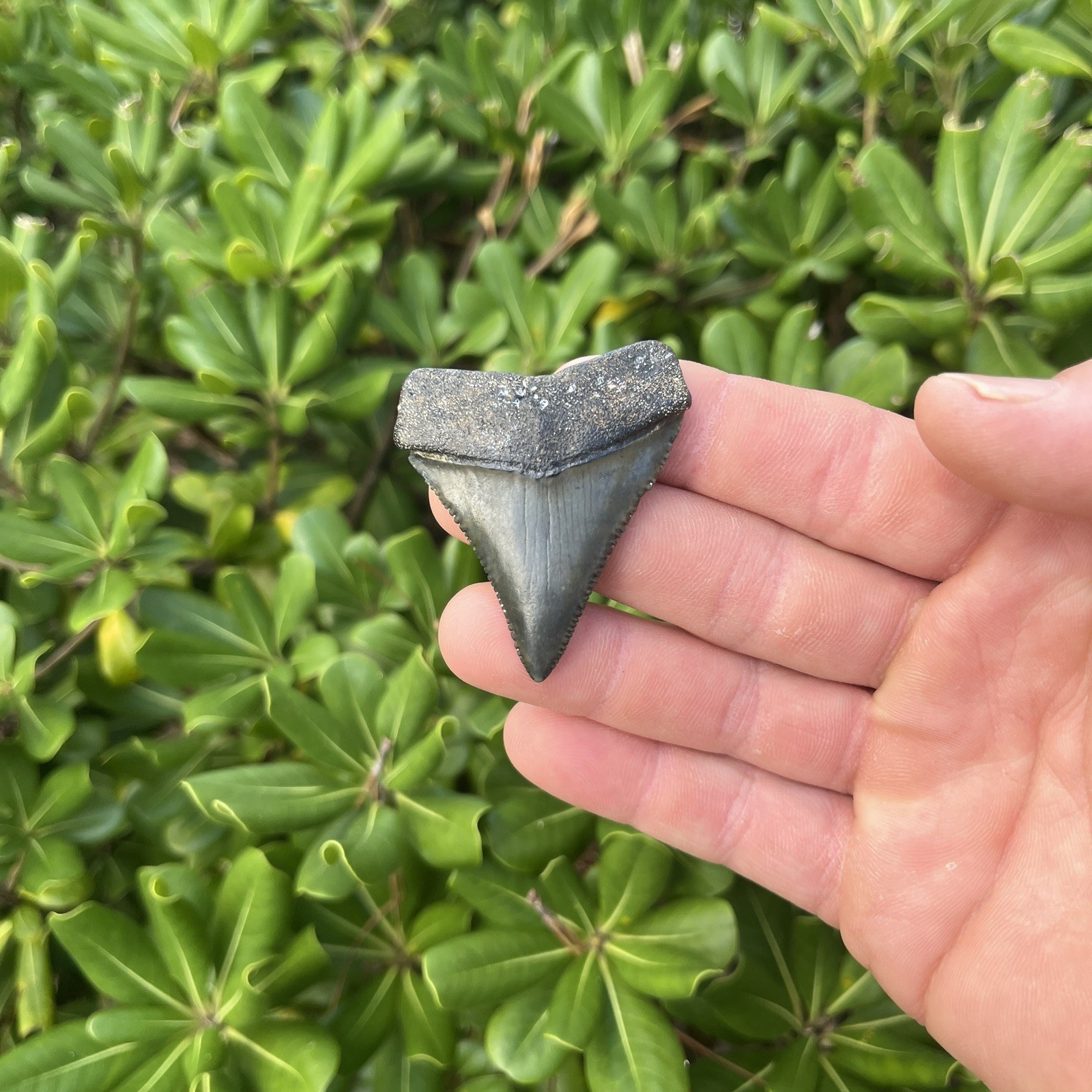 Real Great White Shark Tooth 2.09” Fossil