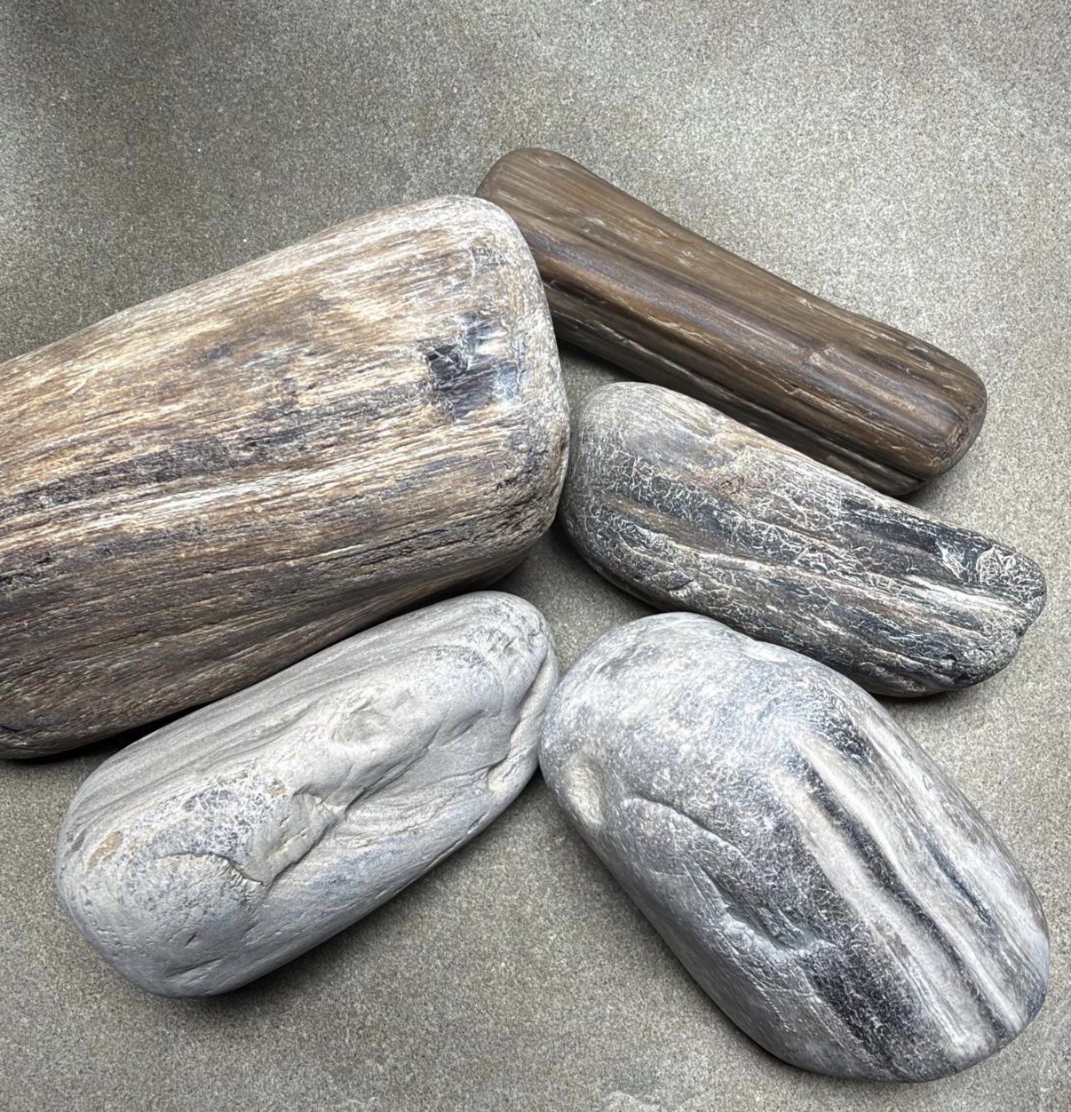 Yellowstone River Petrified Wood Lot Pack Curated & Hand Picked 3 lbs 