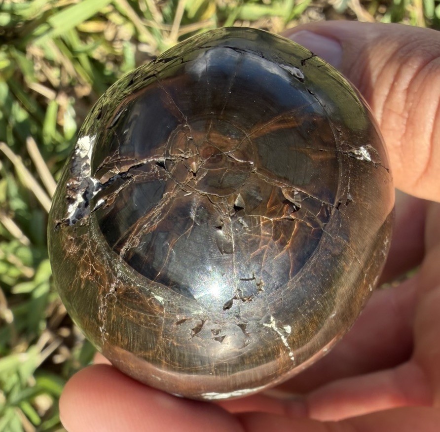 FOSSIL LEVIATHAN SPERM CETACEAN TOOTH - POLISHED WOODGRAIN LOOK AMAZING