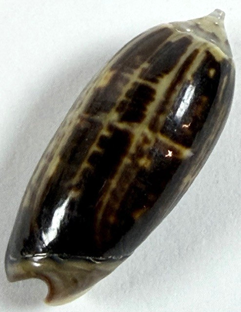 Olive Shell Oliva  f. tigridella 23.6mm Glossy dark patten IndoPacific Collector